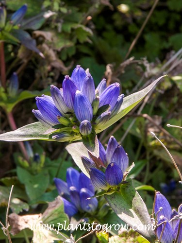 Closed Gentian (Gentiana andrewsii)
This picture was taken in September. It illustrates the closed flowers of the plant.